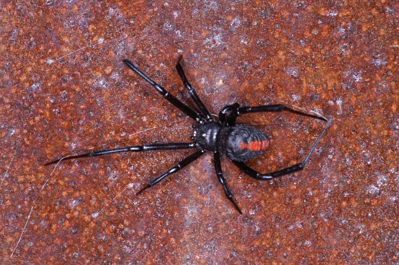 Latrodectus_hasselti_D3453_Z_82_Karinji NP_Australie.jpg